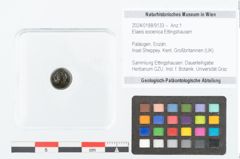 Foto (Objekt + Etikett) von Elaeis eocenica Ettingshausen (NHMW-GEO-2024-0188-9133)